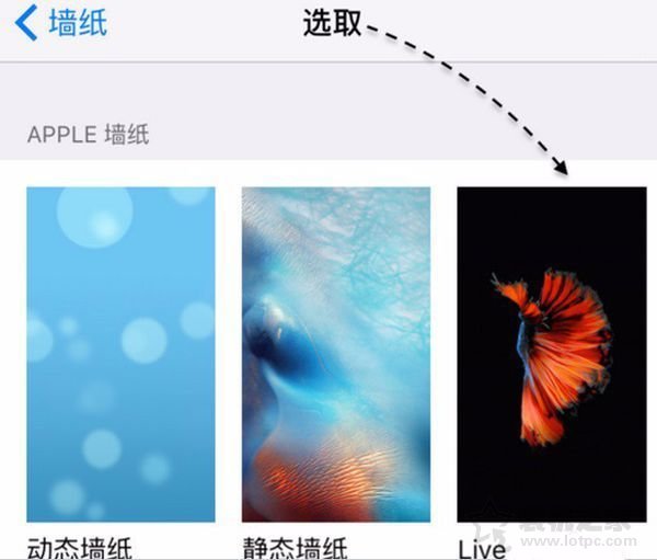 苹果iphonex如何设置动态壁纸？iphonex设置live photo动态壁纸方法